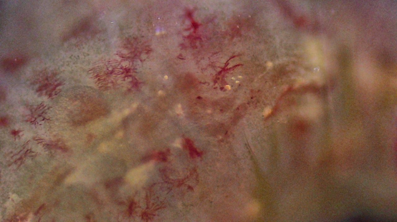 Dai fondali al cielo stellato: la metamorfosi del verme a pagaia
